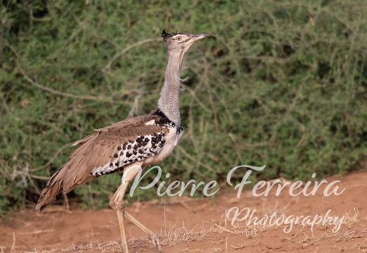 Pierre Ferreira Wildlife Photos