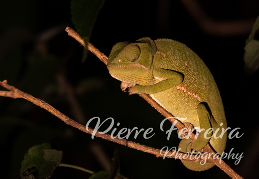 Reptiles & Small Wonders