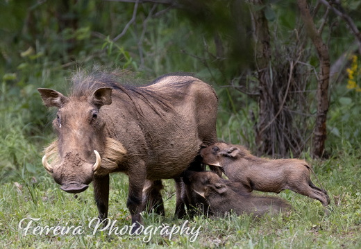 Mammals